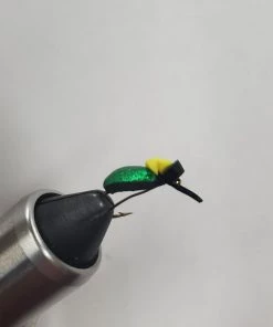 Weaver's Tackle Store Beetles