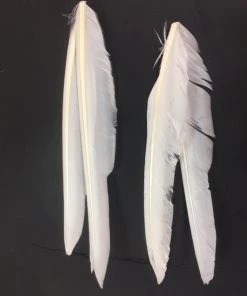 Wapsi Duck Quill, 2 Pair, White