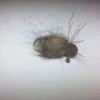 Weaver's Tackle Store Possum Hair Roach Locally Hand Tied Flies