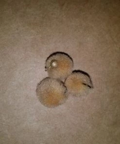 Weaver's Tackle Store Tan Glo Ball Mini Jig