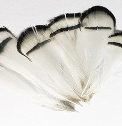 Wapsi Lady Amherst Pheasant Tippets, 12PC