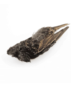 Fly Tying Supplies Hareline Dubbin Starling Skins