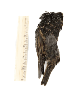 Fly Tying Supplies Hareline Dubbin Starling Skins