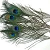 Fly Tying Supplies Wapsi Peacock Eyes, Natural